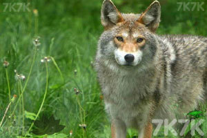 特朗普称美国不派员出席南非G-20峰会 万斯据悉取消行程