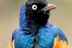 特朗普关税冲击导致日本GDP萎缩